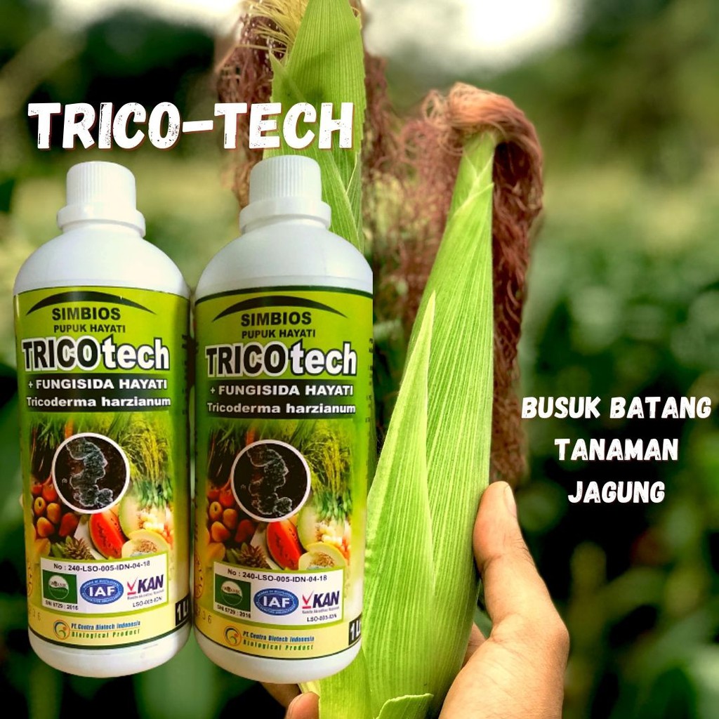 Pupuk Busuk Batang Pada Jagung, Fungisida Tricoderma Terbaik, Pupuk Tricotech Hayati Trichoderma