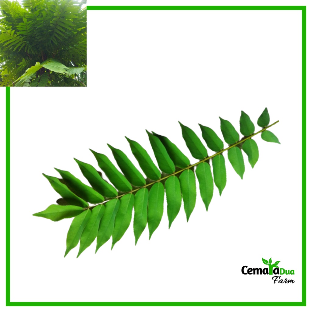 

Daun Belimbing Wuluh Segar Herbal
