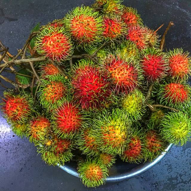 Bibit buah rambutan unggul