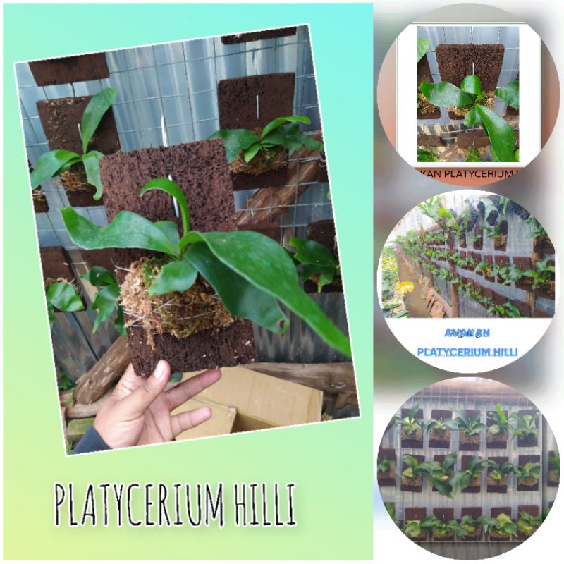 Bibit Tanaman KADAKA DOA (PLATYCERIUM HILLI PAPUANUM)