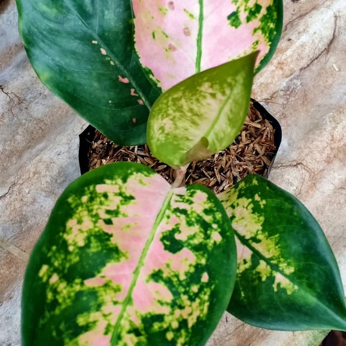 tanaman hias kocin pink paramuay