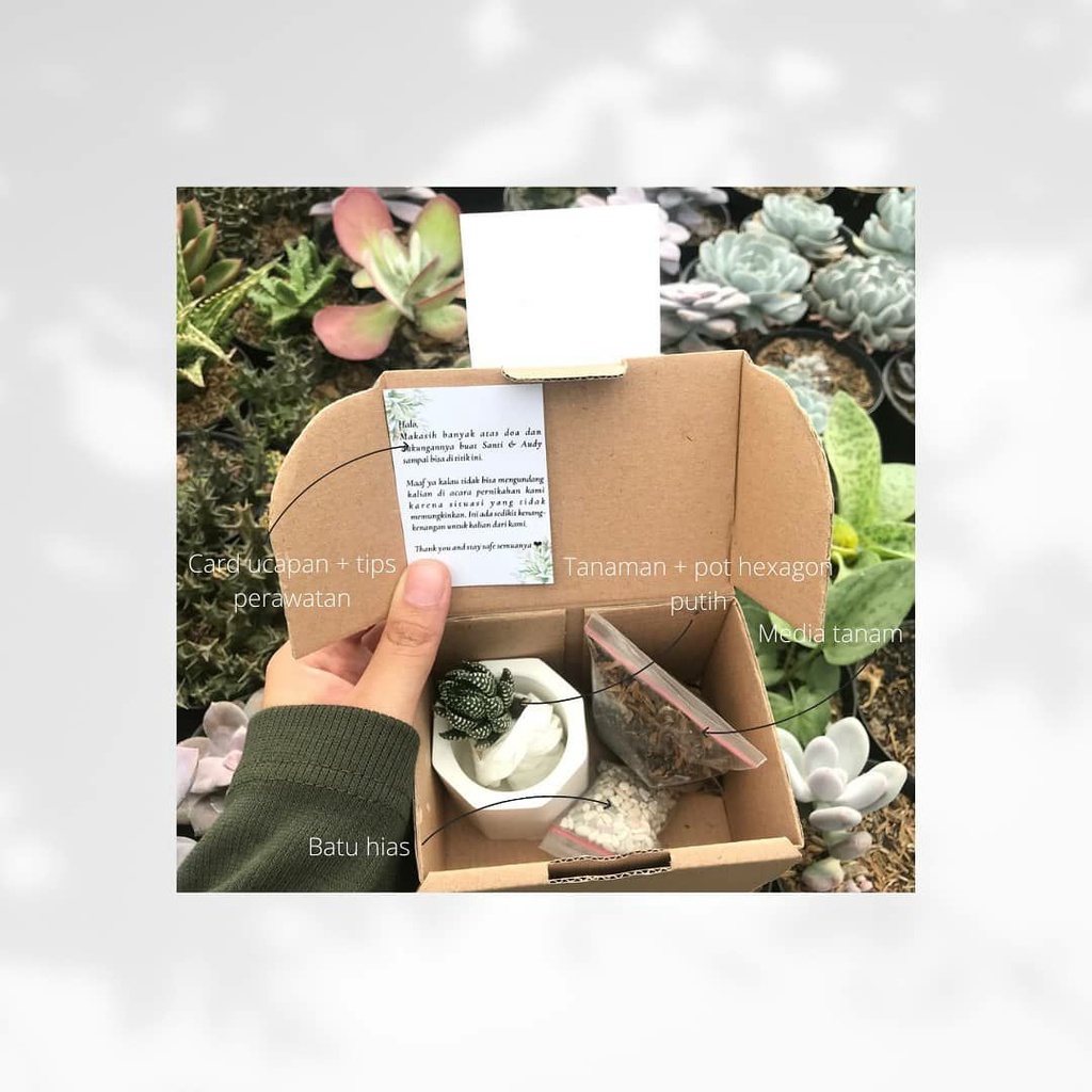 Hampers Souvenir Pernikahan Tanaman Hias Hidup Murah Minimalis Bisa Beli Satuan