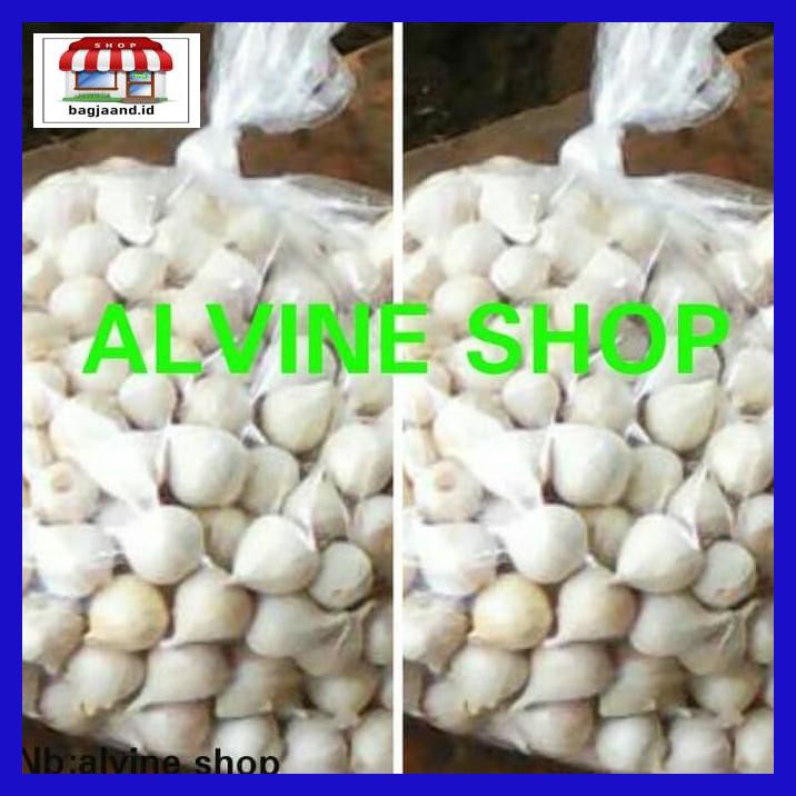 

R6Rey7- Bawang Putih Tunggal/Bawang Lanang T8Rjur-