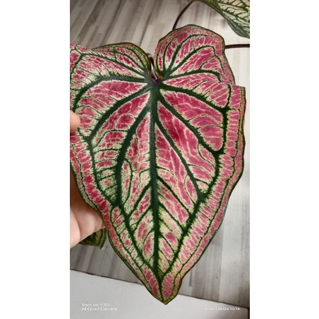 caladium green pearl keladi hybrid bibit caladium hybrid Thai series import thailand caladium c14