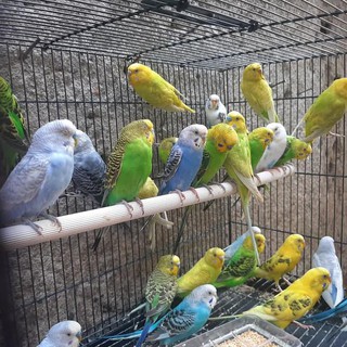 Burung Parkit Hijau Kuning Gojek Grab Only Special Shopee