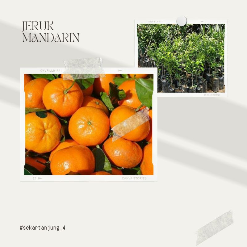 Bibit jeruk Mandarin Ponkam Super Manis Orange Fruit - Biji Buah Jeruk Mandarin Ponkam-COD