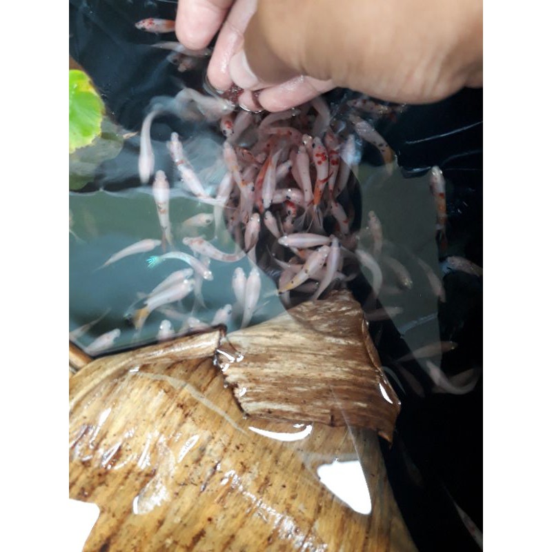 koi multi, nemo, male & female , cupang koi multy galaxi jantan & betina