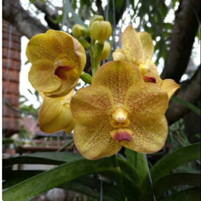 Jual Anggrek Vanda Kuning Shopee Indonesia