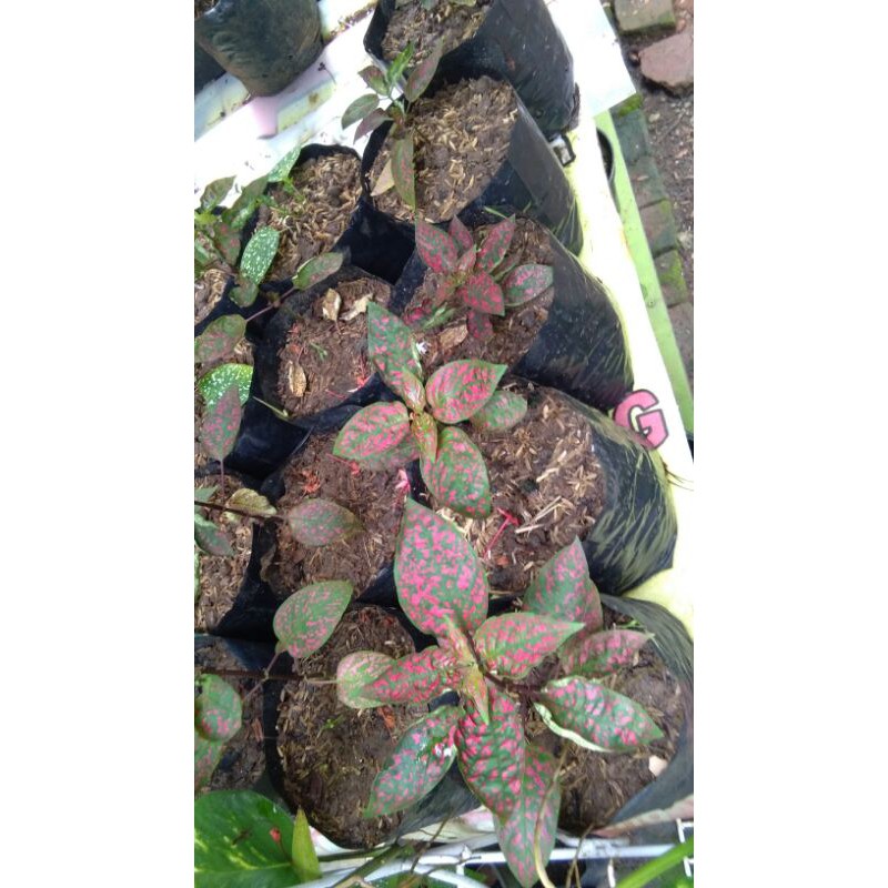hipotes merah/hypoestes merah