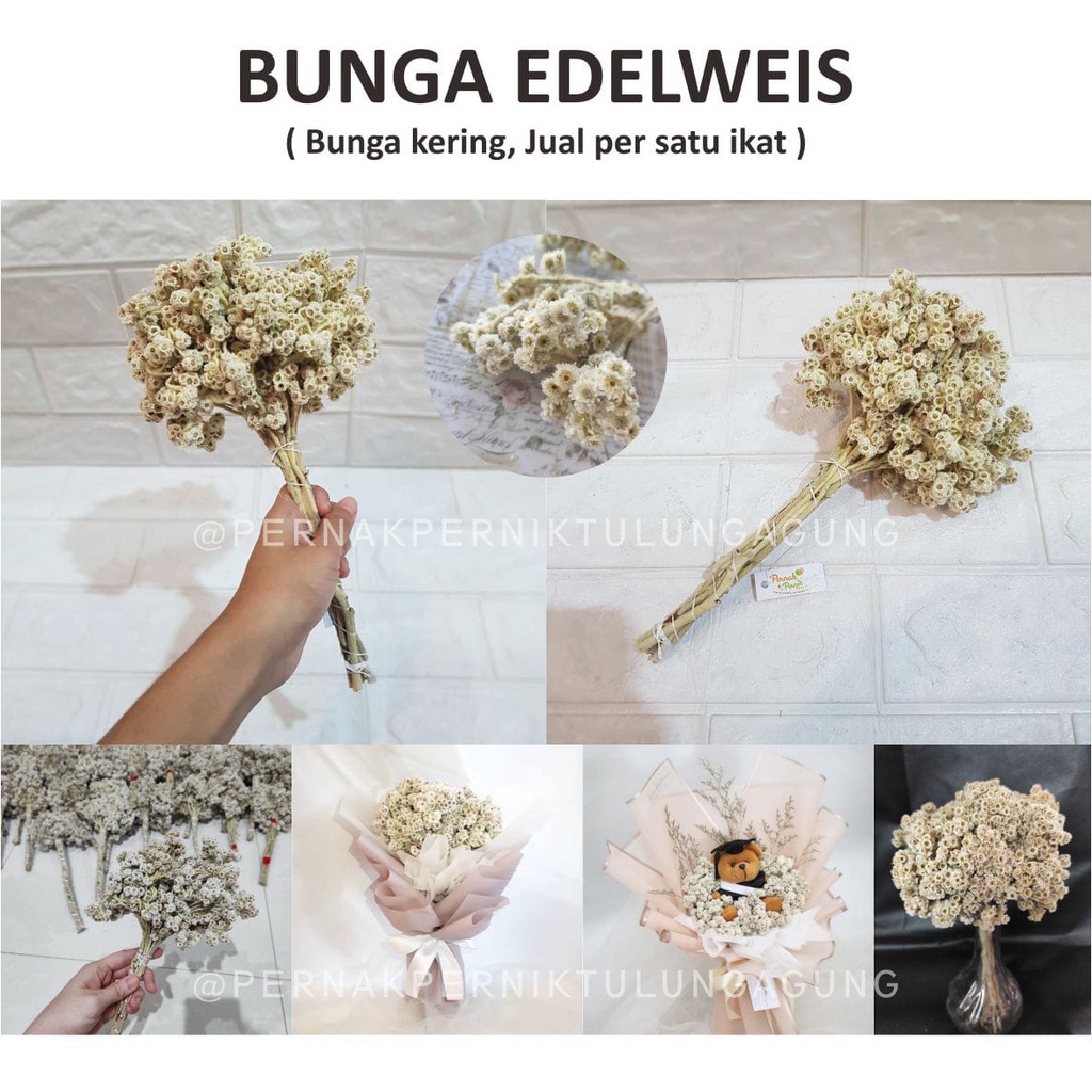 Bunga Edelweis - Bunga Edelweis Kering Bunga Abadi - Buket Bunga, Buket Uang, Hampers, Kado, Hadiah
