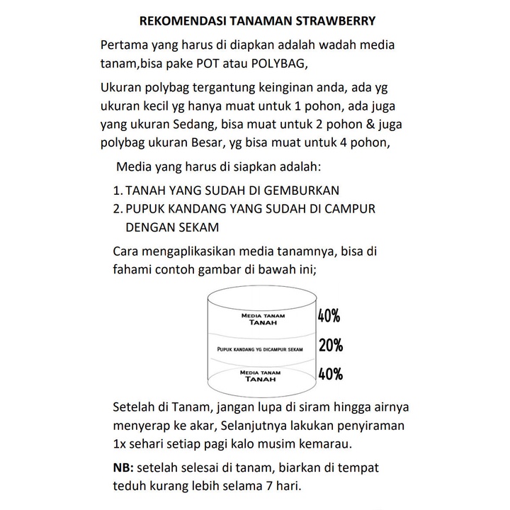 5 pcs Bibit Strawberry Jenis Mencir Buah Jumbo &amp; Manis, Bonus 1pcs