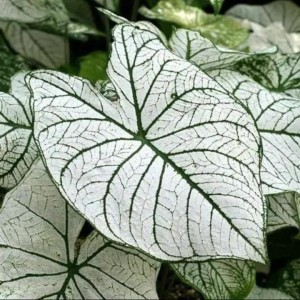 Jual Keladi Tissu Keladi Putih atau Caladium White Chistmast