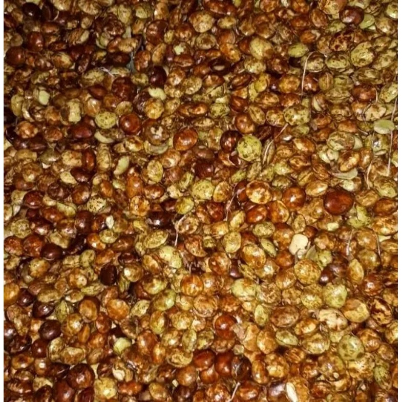 

jengkol tua