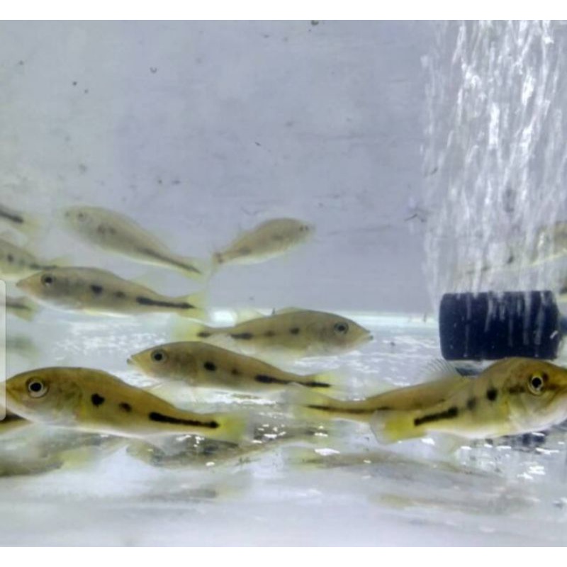 PBAS MONO SIZE -+ 6-7 CM