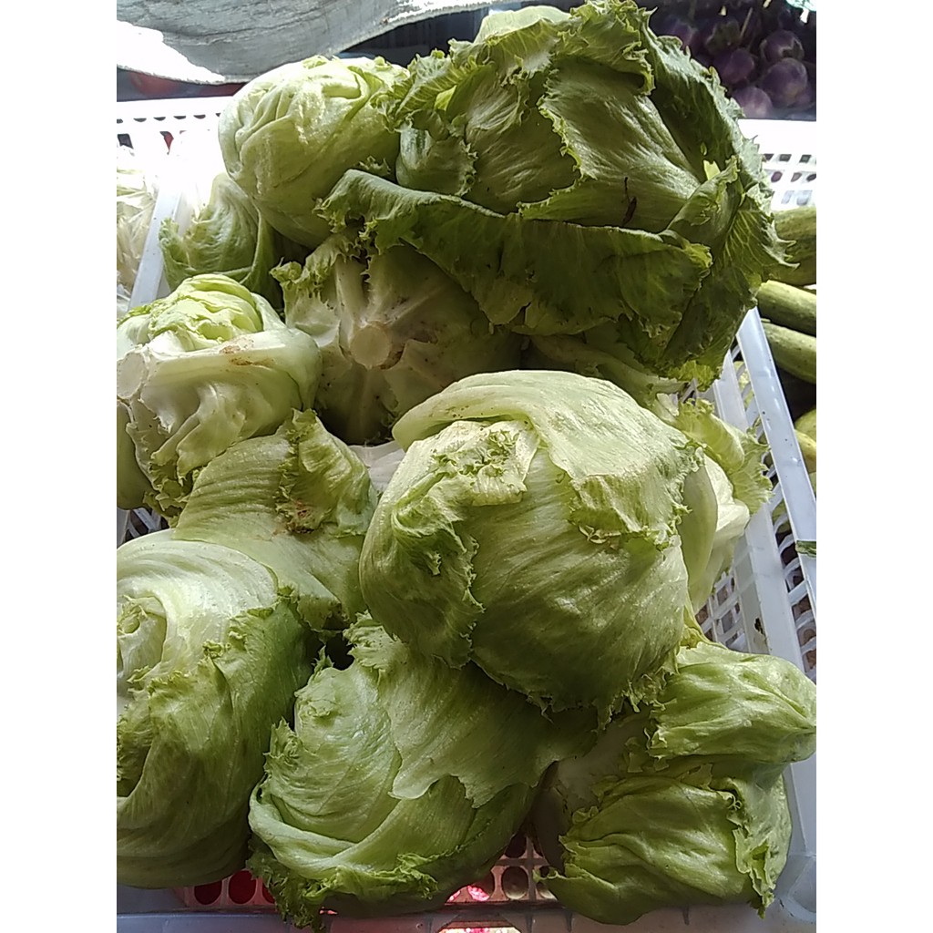 

LETUS / LATTUGA / LETTUCE/ HEAD LETUS / LETES Fresh segar