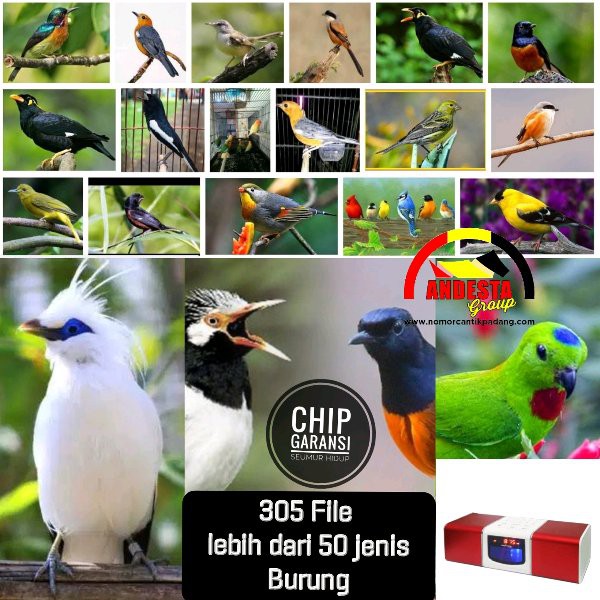 Speaker Masteran Burung Advance R2 juara nasional burung liar masteran burung macet terapi air