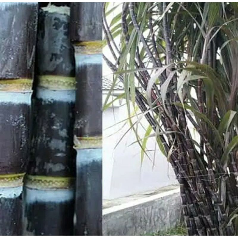 

[Fresh] BIBIT STEK TEBU WULUNG TEBU HITAM 1 KG P/25-30 CM