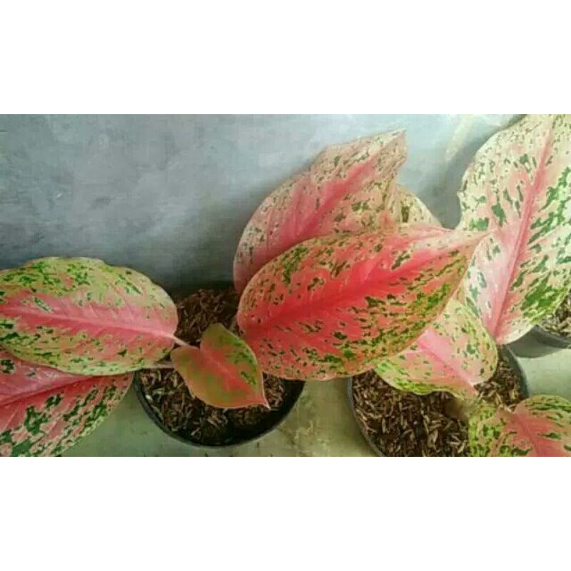 tanaman hias aglonema pink striptis-aglonema lady pink-Aglona Pink Striptis-PROMO PINK STRIPTIS