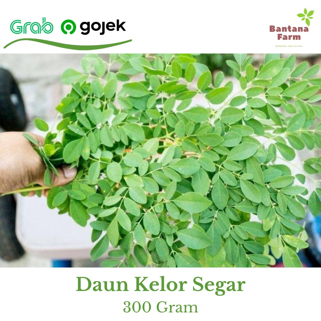 

Daun Kelor Segar / Moringa Leaf / Sayur Kelor / Obat Herbal Diabetes dan Kolesterol Kemasan 300 Gram