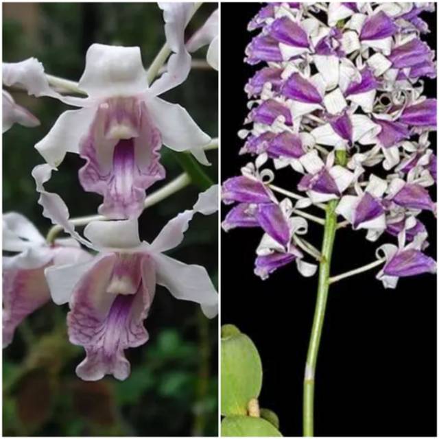 Anggrek Dendrobium Nindii Besar Seedling Spesies