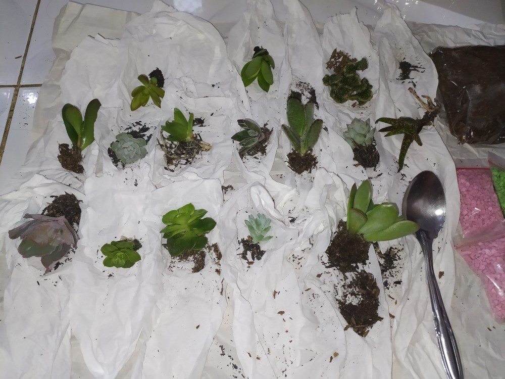 Sekulen Mini Isi 12 Pot