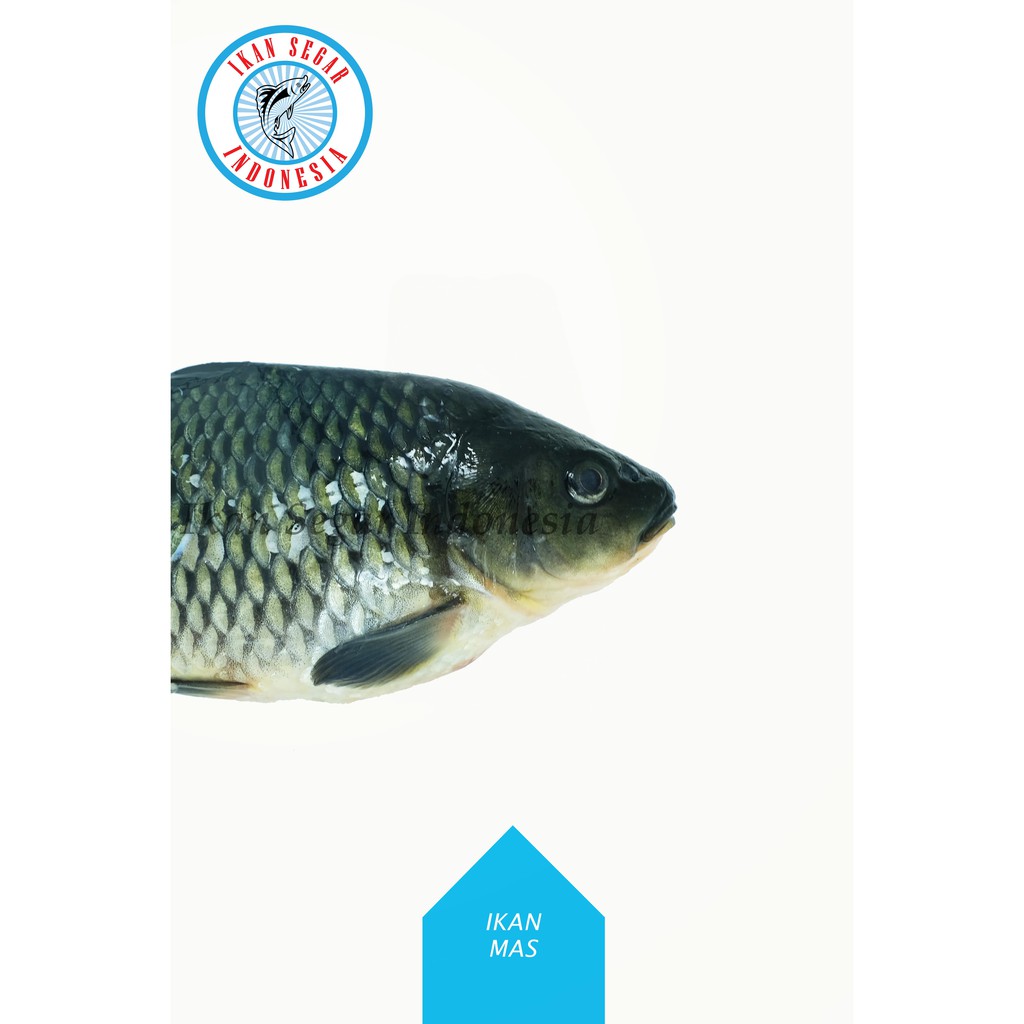 

IKAN MAS FRESH/ 5-6 ekor/ 900-1000 gr
