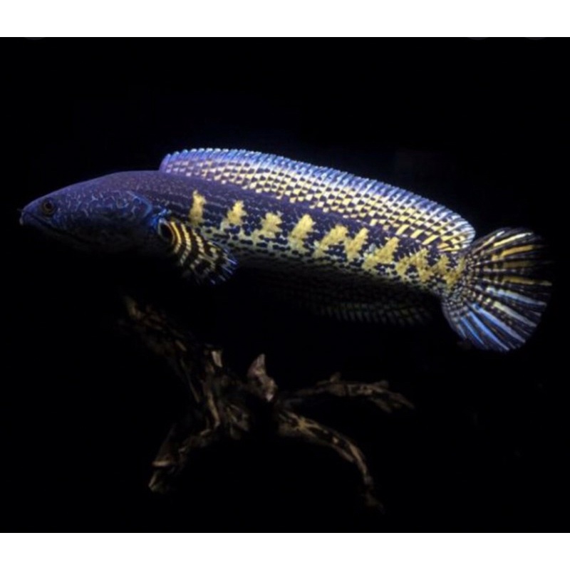 ikan chana auranti size 11-15cm/chana aurantimarculata/ikanchana,kualitas premium gradeA