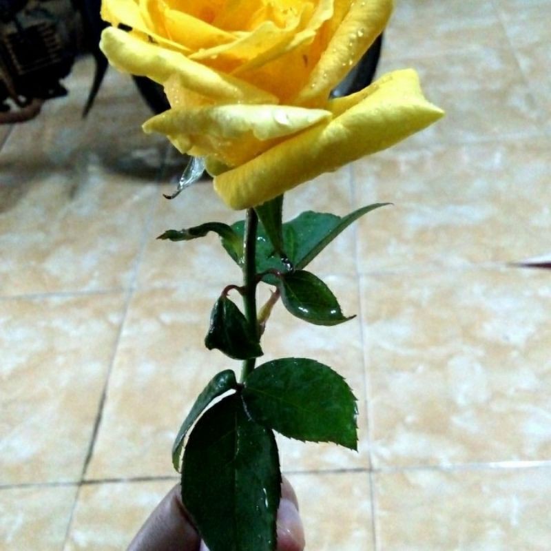 bunga mawar asli pertangkai