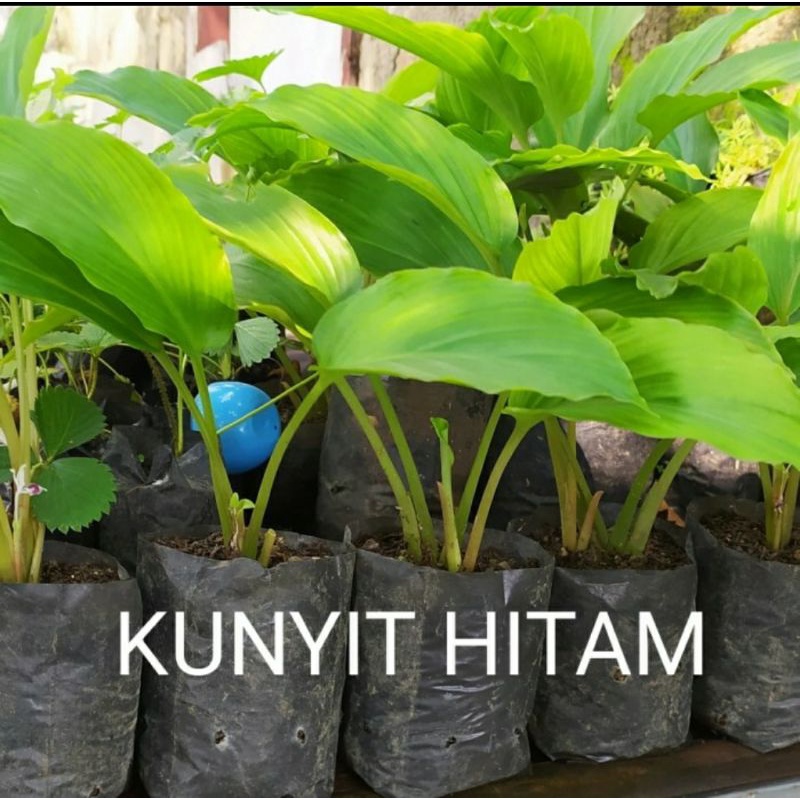 kunyit Hitam asli