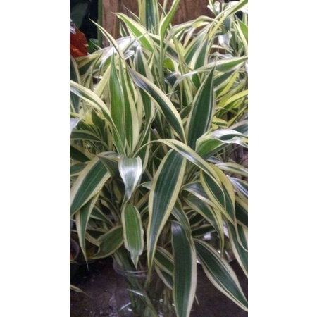 Kole varigata/bambu air/bambu Sri rejeki/bambu cina /berdaun lebat dan berakar