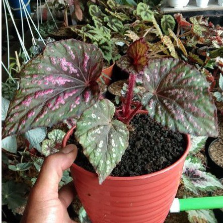 Tanaman Hias Begonia Rex Kitkat Ukuran Besar/Tanaman Hias Begonia Rex