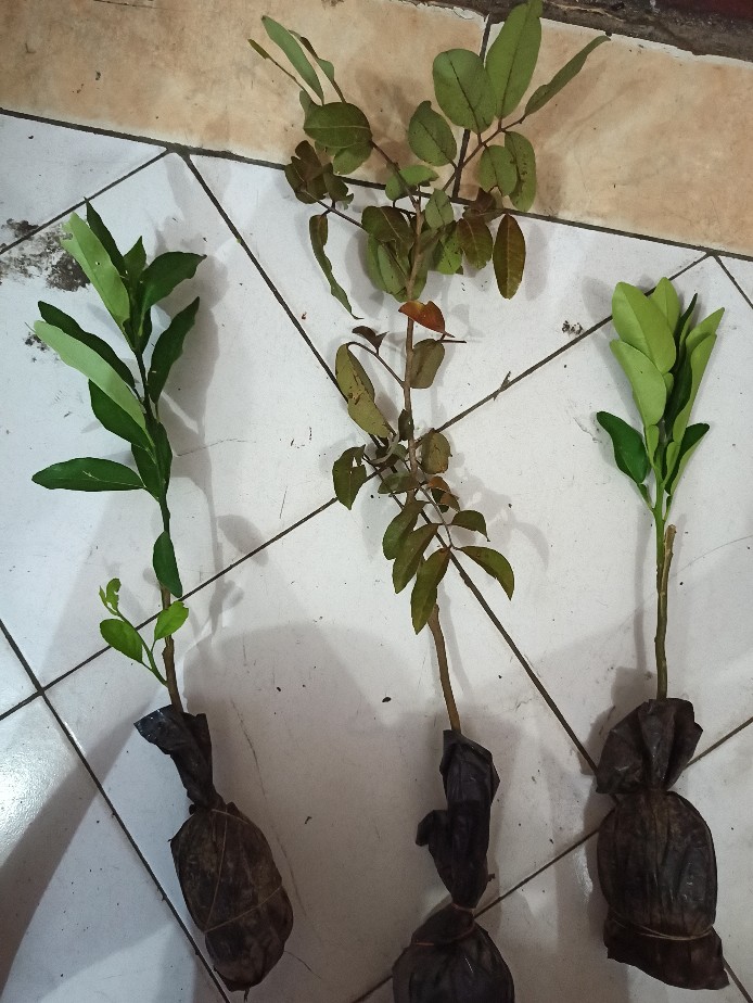 Klengkeng Merah Murah Mriyah Okulasi