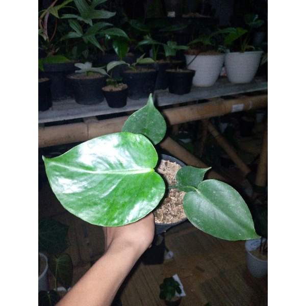 tanaman hias montera Deli ciosa king