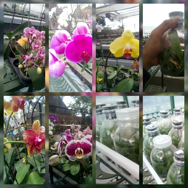 Anggrek Bulan Hybrid Bibit Botol Lab