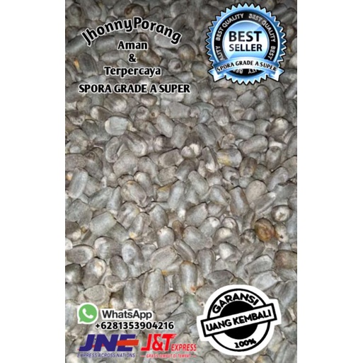 Benih Bibit Porang Dari Biji Spora Grade A Spora Super jumbo bergaransi