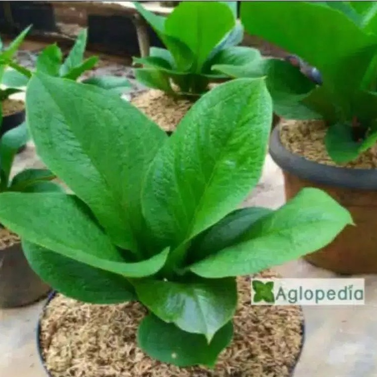 TANAMAN HIAS ANTHURIUM JEMANI SUPERNOVA