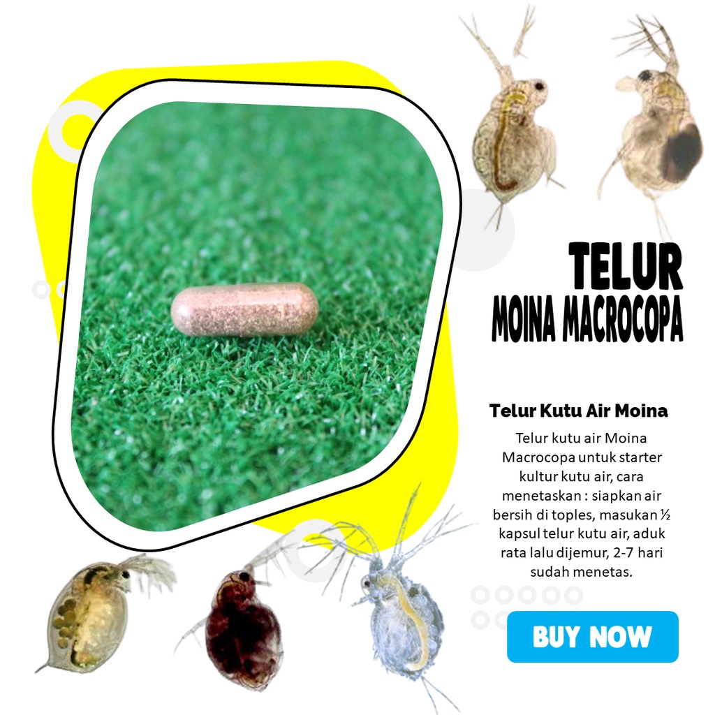 Telur Kutu Air Moina Macrocopa