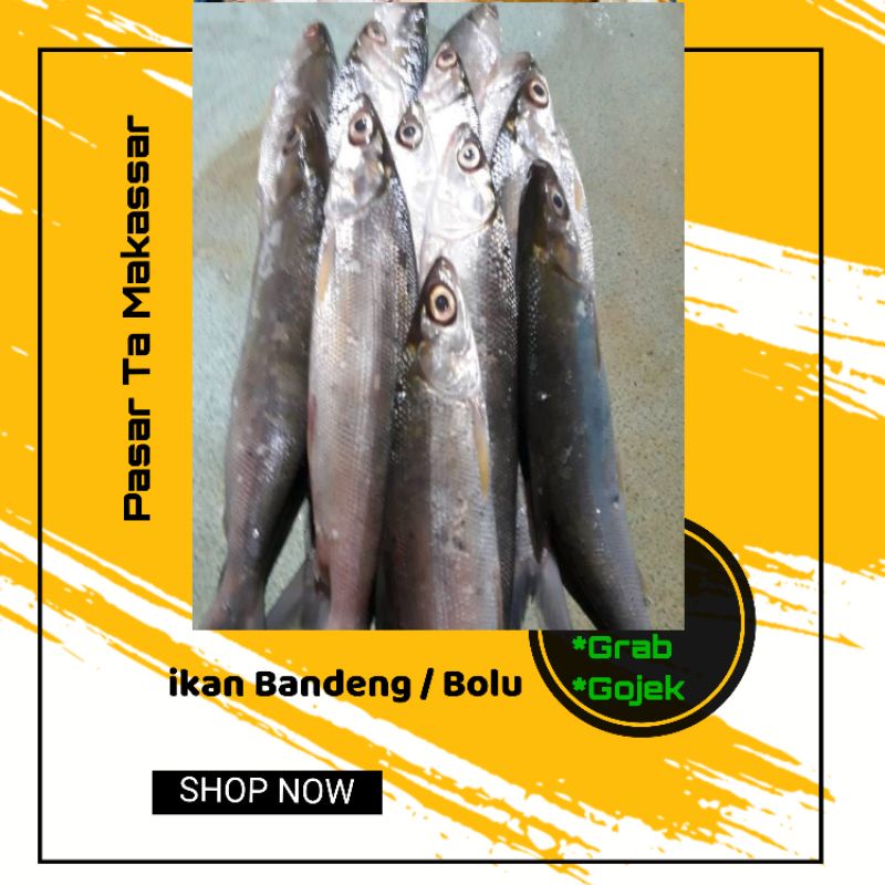 

Perpaket ikan Bolu / ikan Bandeng /Pasar ikan Makassar / Pasar Ta Makassar