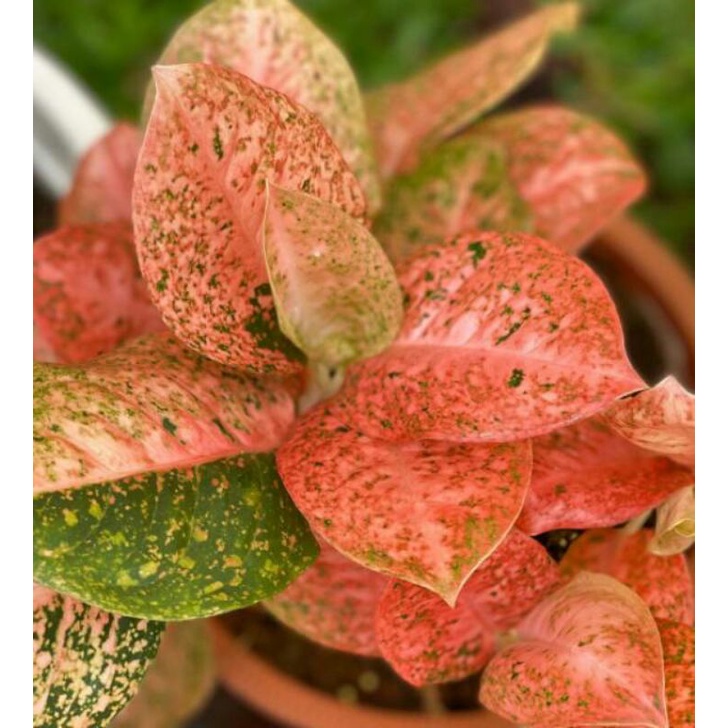 aglonema stardust orange baby stardust orange baby SO real pict real picture