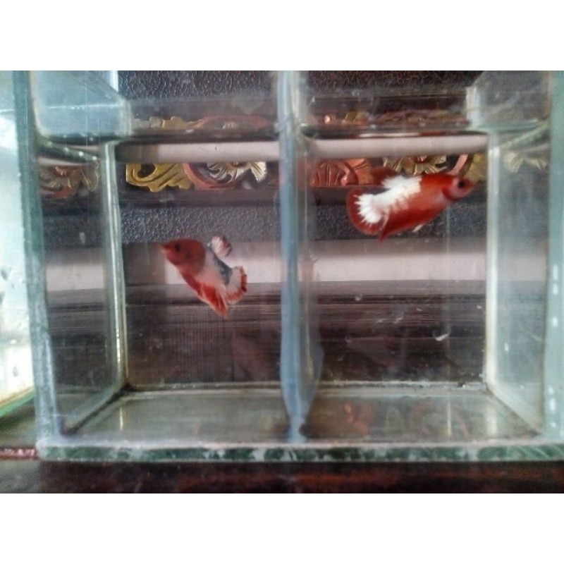 Fccp red head vietnam