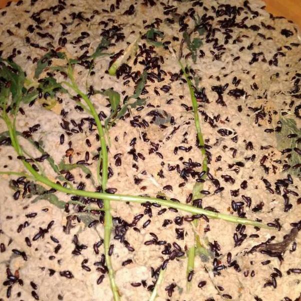 Bibit ulat hongkong atau kepik (KODE R5509)