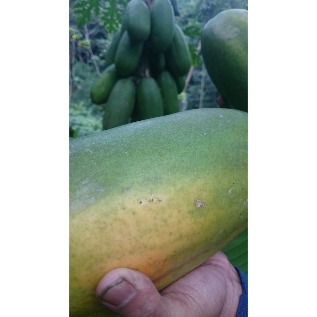 

Pepaya california #Kates kalifornia