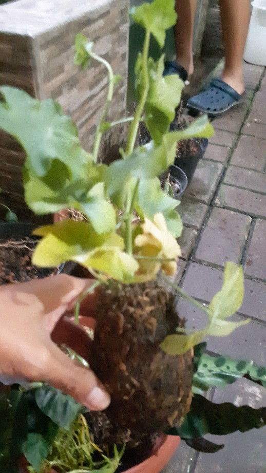 Portulaca Mini Batik Ungu Tumpuk/portulaca Grandiflora Double Petal