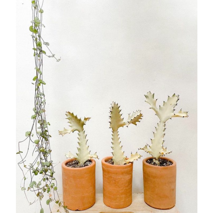 EUPHORBIA WHITE GHOST / EUPHORBIA TRIGONA WHITE GHOST / EUPHORBIA / KAKTUS / BIBIT KAKTUS