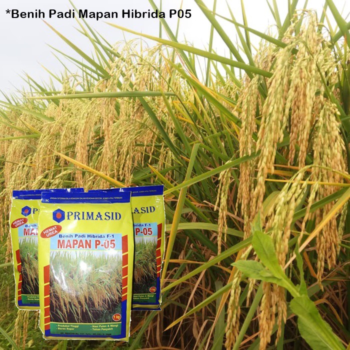 Benih Padi Mapan 05 Hibrida P05 Asli