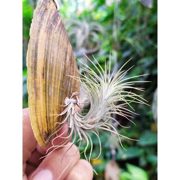 Tillandsia Funckiana Airplant