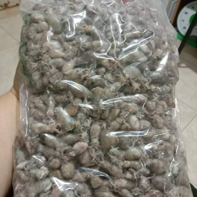 

Baby cumi telur tawar 500 gr