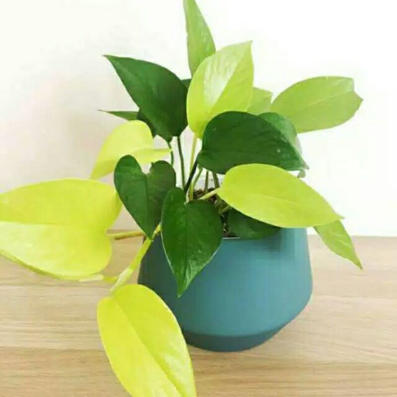 tanaman hias gantung sirih gading lemon/love-tanaman gantung sirih gading lemon-sirih Gading love