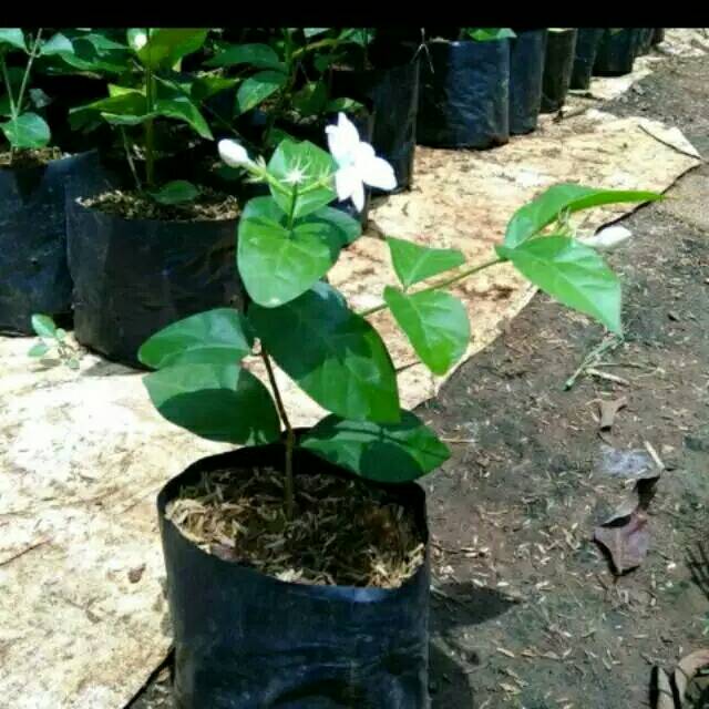 Paling Keren 25 Bunga Melati Wangi Gambar Bunga HD Paling Keren 25 Bunga Melati Wangi Gambar Bunga HD