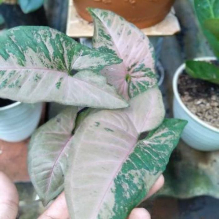 tanaman hias singonium hijau pink florida